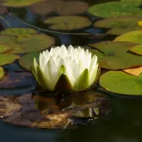 Water lily 8253542 1280